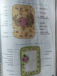 Study the following diagram carefully and then answer the questions that follow: You Are Observing Two Unlabeled Cells A Plant And An Animal Cell Through A Microscope What Cell Parts Can You Look For To Determine Which Is The Plant Cell And Which Is