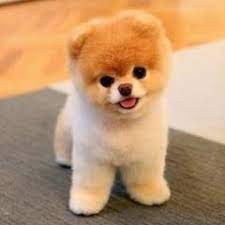 Lily, a snow white teacup sired by vt diamond rio, (also retired),and ellie, a tiny toy platinum silver who carries a ton of cindy schulte teacup lines, are both unofficially shananigan's girls, but live nearby. Teacup Dogs World Teacupdogsdaily Twitter