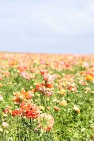 Flower Fields Beautiful Flowers Flower Field Spring Flowers