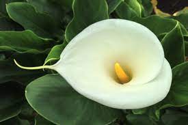 This ornamental plant has flowers and leaves that are poisonous to dogs. Plants Toxic To Dogs