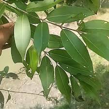 Image result for Syzygium cumini
