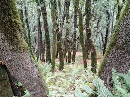 7087 skyline blvd, oakland, ca 94611, usa. Visit Huckleberry Botanic Regional Preserve On Your Trip To Oakland