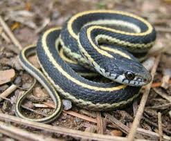 Pin By Riki River On Snakes Snake Removal Snake Facts Snake