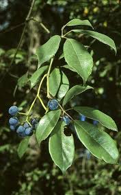 Image result for Cissus glaucophylla