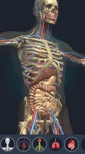 Maybe you would like to learn more about one of these? Human Anatomy 3d For Android Apk Download