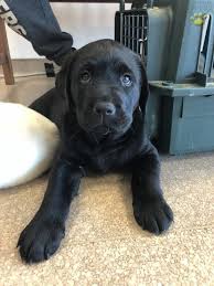 This puppy hopes to be running around playing in. Sebastian Labrador Retriever Puppy For Sale In Philadelphia Pa Lancaster Puppies Labrador Retriever Labrador Retriever Puppies Lab Puppies
