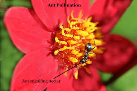Most pollinators can fly from plant to plant. Which Of The Following Terms Describes Pollination Class 11 Biology Cbse