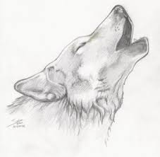 Loup Au Crayon Tres Reussi Dessin De Loup Loup Dessin Dessin Au Crayon