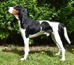 Image result for bernský honič