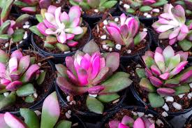 Image result for Anacampseros subnuda