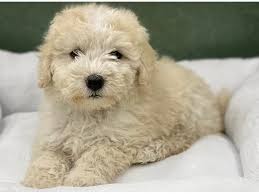 Malti poos require frequent human companionship. Maltipoo Puppies Petland San Antonio