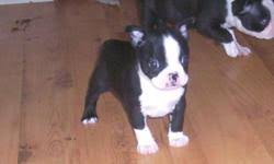 Mississippi, louisiana, arkansas, alabama, florida, georgia, texas, tennessee. Boston Terrier Puppy Price 150 00 For Sale In Fort Smith Arkansas Best Pets Online