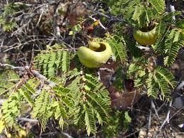 Image result for Libidibia coriaria