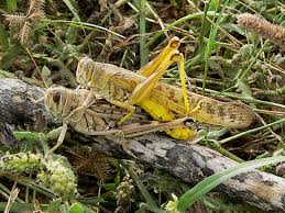 Grasshoppers are a group of insects belonging to the suborder caelifera. Ø¬Ø±Ø§Ø¯ Ø§Ù„Ù…Ø¹Ø±ÙØ©