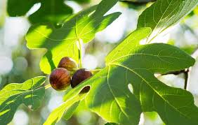Viable seeds will sink to the bottom. In Brooklyn An Abundance Of Fig Trees The New York Times