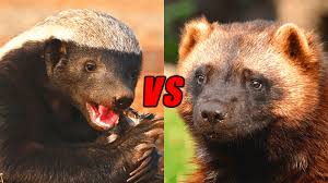 Maybe you would like to learn more about one of these? Wolverine Vs Honey Badger Who Would Win Animals Comparison