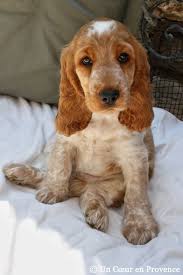A Heart In Provence Gifts Cocker Spaniel Puppies English Cocker Spaniel Puppies Spaniel Puppies