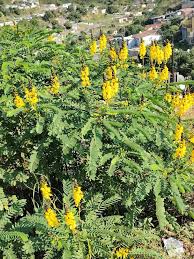 Image result for Teedia lucida