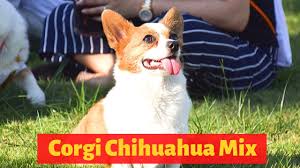 So, this may be a more suitable option for owners living in apartments. All The Interesting Facts About The Corgi Chihuahua Mix Chigi Should You Get One For You Youtube