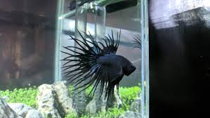 Plakat betta, crowntail betta, double tail betta, combtail betta, rosetail betta, veil tail. Meet My Boi Remdesivir He Is Black Orchid Crowntail Betta Bettafish