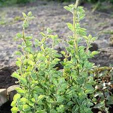 Image result for Alvesia clerodendroides