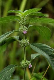 Image result for Meiosperma