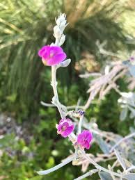 Image result for Tephrosia rupicola