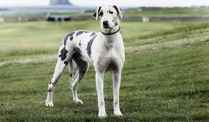 With trusted and secure payment options shopping with dogspot.in's online pet supply store, is as much fun as our furry friends. Great Dane Dog Breed Information