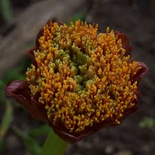 Image result for Scadoxus membranaceus