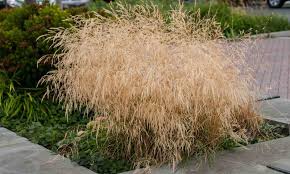 'bronze veil' , in het nederlands gewone smele genaamd, is een middelgrote groenblijvende grassoort met een compacte polvormende habitus. Deschampsia Cespitosa Goldtau Tufted Hair Grass Goldtau Garden Plants Online