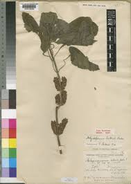 Image result for Achyrospermum