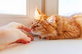 A 2004 study in which dogs were trained to detect bladder cancer in humans by smelling their urine had a smaller success rate, but is notable for an unexpected result. Can Cats Smell Cancer In Humans Healthy Paws Pet Insurance
