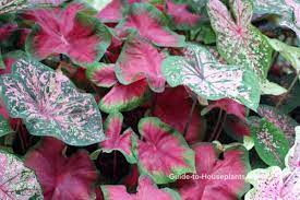 They are easily available at local seeds shops or nurseries at the onset of summers. How To Grow Caladium Plant Indoors