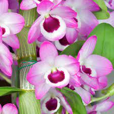 Dendrobium Orchid Dendrobium Nobile My Garden Life