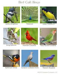 bird call bingo bird animals and pets bird calls