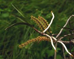 Image result for Tridactyle