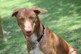 May 10 Adoptadog New Delhi 9 Mnths Old Charlie Sweet Happy Dog Raised By German Expatriates Now Going Back Contact Dog Adoption Shelter Dogs Happy Dogs