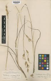 Image result for Tristachya viridiaristata