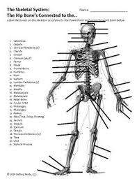 Skeletal System Human Body Distance Learning Digital Lesson