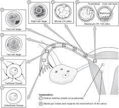 Image result for Embryology