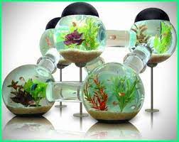 Beli aneka produk di toko aquarium unik secara online sekarang. 12 Gambar Akuarium Unik Dan Keren Anti Mainstream Dunia Fauna Hewan Binatang Tumbuhan Desain Akuarium Ikan Akuarium Akuarium