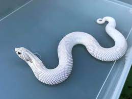 Toxic Superconda Hognose Cute Reptiles Pet Snake Hognose Snake