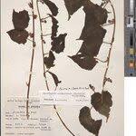 Image result for Mikaniopsis