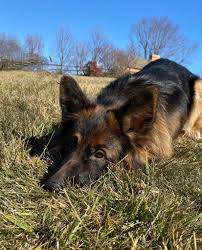 There are thousands of different dog toys on the market. Christenhaus Longhaired German Shepherds Home Facebook