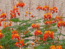 Bird Of Paradise Tree Arizona Posts About Yellow Bird Of Paradise On Tj S Garden Red Flowering Bush Birds Of Paradise Plant Flowering Bushes