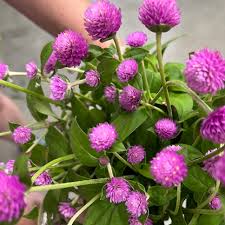 Image result for Gomphrena globosa