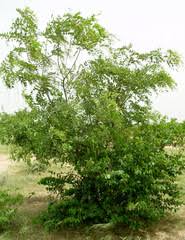 Image result for Cassia sieberiana
