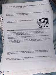 In both humans and cows, this sequence is part of a set of instructions for controlling a bodily function. Name Investigation Dna Proteins And Mutations Chegg Com