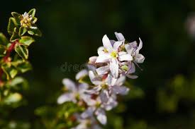 Image result for Struthiola montana