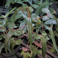 Image result for Abelmoschus